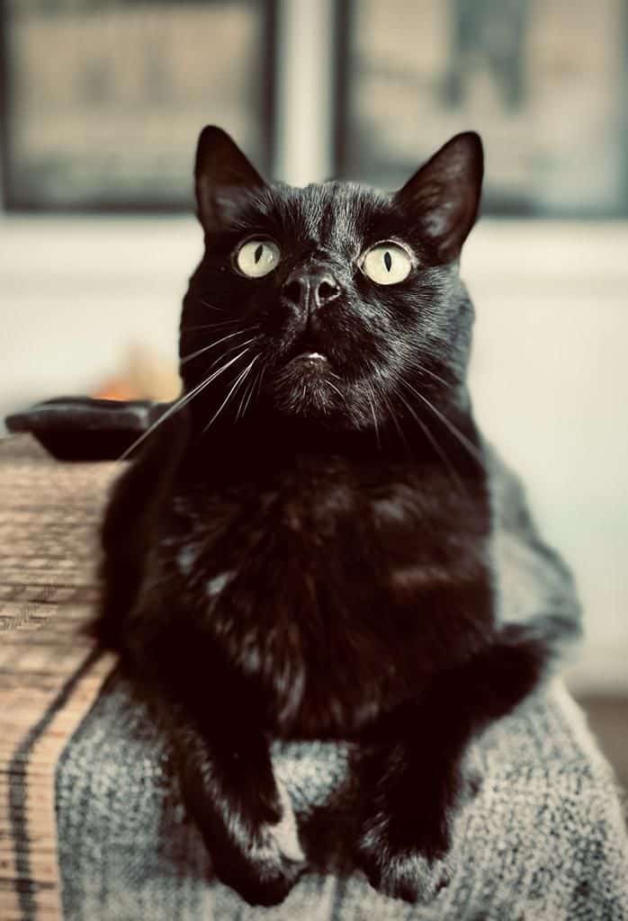 Photo of a black cat.